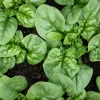 1500 Bloomsdale Spinach Vegetable Seeds - Easy to Grow Garden Seed - Image 1