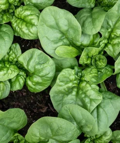 1500 Bloomsdale Spinach Vegetable Seeds - Easy to Grow Garden Seed - Image 1