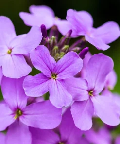 1500 Dame's Rocket Seeds - Hesperis Matronalis Purple Flower Seeds - Image 10