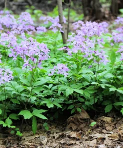 1500 Dame's Rocket Seeds - Hesperis Matronalis Purple Flower Seeds - Image 11