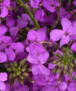 1500 Dame's Rocket Seeds - Hesperis Matronalis Purple Flower Seeds - Image 2