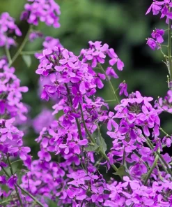 1500 Dame's Rocket Seeds - Hesperis Matronalis Purple Flower Seeds - Image 3