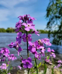 1500 Dame's Rocket Seeds - Hesperis Matronalis Purple Flower Seeds - Image 4