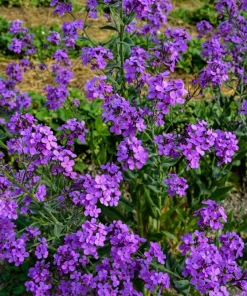 1500 Dame's Rocket Seeds - Hesperis Matronalis Purple Flower Seeds - Image 5