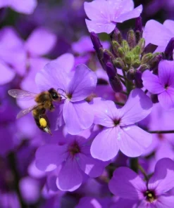 1500 Dame's Rocket Seeds - Hesperis Matronalis Purple Flower Seeds - Image 6