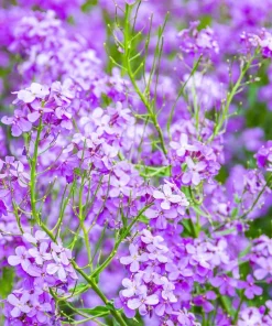 1500 Dame's Rocket Seeds - Hesperis Matronalis Purple Flower Seeds - Image 7