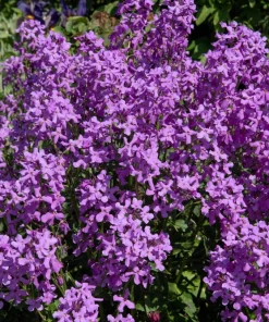 1500 Dame's Rocket Seeds - Hesperis Matronalis Purple Flower Seeds - Image 8
