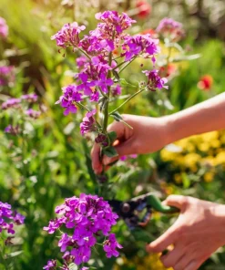 1500 Dame's Rocket Seeds - Hesperis Matronalis Purple Flower Seeds - Image 9