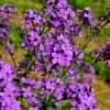 1500 Dame's Rocket Seeds - Hesperis Matronalis Purple Flower Seeds - Image 1