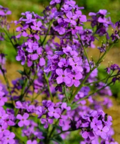 1500 Dame's Rocket Seeds - Hesperis Matronalis Purple Flower Seeds - Image 1