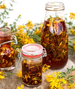 1500 Great Saint John's Wort Seeds - Hypericum Pyramidatum Yellow Flower Herb - Image 10