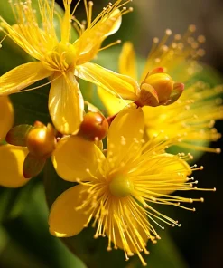 1500 Great Saint John's Wort Seeds - Hypericum Pyramidatum Yellow Flower Herb - Image 2