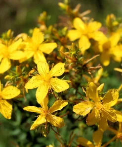 1500 Great Saint John's Wort Seeds - Hypericum Pyramidatum Yellow Flower Herb - Image 4
