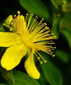 1500 Great Saint John's Wort Seeds - Hypericum Pyramidatum Yellow Flower Herb - Image 5