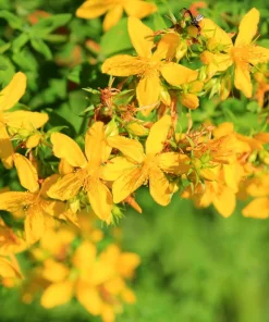 1500 Great Saint John's Wort Seeds - Hypericum Pyramidatum Yellow Flower Herb - Image 6