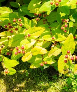 1500 Great Saint John's Wort Seeds - Hypericum Pyramidatum Yellow Flower Herb - Image 7