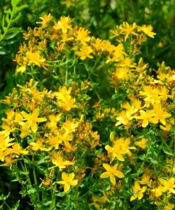 1500 Great Saint John's Wort Seeds - Hypericum Pyramidatum Yellow Flower Herb - Image 8