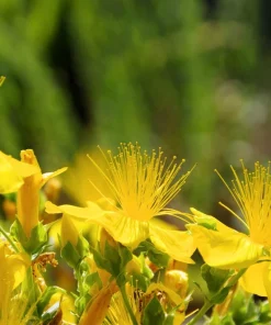 1500 Great Saint John's Wort Seeds - Hypericum Pyramidatum Yellow Flower Herb - Image 9