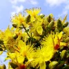 1500 Great Saint John's Wort Seeds - Hypericum Pyramidatum Yellow Flower Herb - Image 1