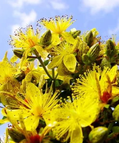 1500 Great Saint John's Wort Seeds - Hypericum Pyramidatum Yellow Flower Herb - Image 1