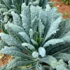 1500 Lacinato Kale Seeds – Dinosaur Tuscan Black Vegetable – Brassica Oleracea - Image 1