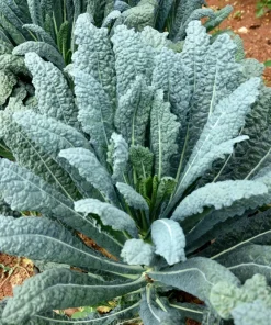 1500 Lacinato Kale Seeds – Dinosaur Tuscan Black Vegetable – Brassica Oleracea - Image 1