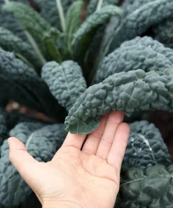 1500 Lacinato Kale Seeds – Dinosaur Tuscan Black Vegetable – Brassica Oleracea - Image 2