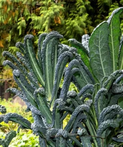 1500 Lacinato Kale Seeds – Dinosaur Tuscan Black Vegetable – Brassica Oleracea - Image 4