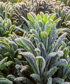 1500 Lacinato Kale Seeds – Dinosaur Tuscan Black Vegetable – Brassica Oleracea - Image 5