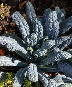 1500 Lacinato Kale Seeds – Dinosaur Tuscan Black Vegetable – Brassica Oleracea - Image 7