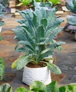1500 Lacinato Kale Seeds – Dinosaur Tuscan Black Vegetable – Brassica Oleracea - Image 8