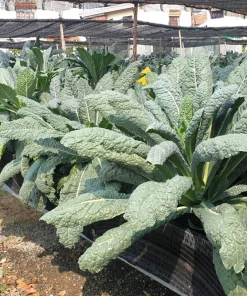 1500 Lacinato Kale Seeds – Dinosaur Tuscan Black Vegetable – Brassica Oleracea - Image 9