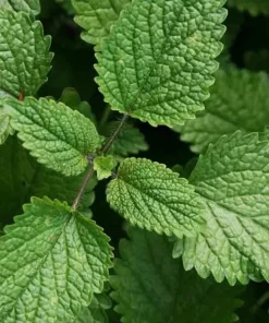 1500 Lemon Balm Citronella Perennial Seeds - Mosquito & Insect Repellent, Non-GMO - Image 2