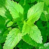 1500 Lemon Balm Citronella Perennial Seeds - Mosquito & Insect Repellent, Non-GMO - Image 1