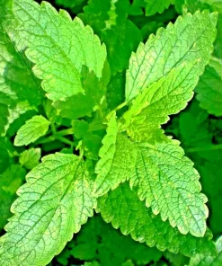 1500 Lemon Balm Citronella Perennial Seeds - Mosquito & Insect Repellent, Non-GMO - Image 1
