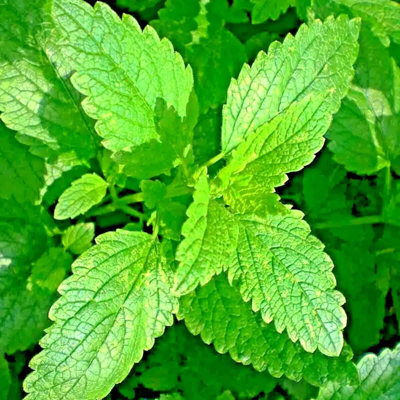 1500 Lemon Balm Citronella Perennial Seeds - Mosquito & Insect Repellent, Non-GMO - Image 1