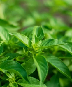 1500 Lemon Basil Seeds - Ocimum Basilicum Herb Seeds for Garden - Image 2