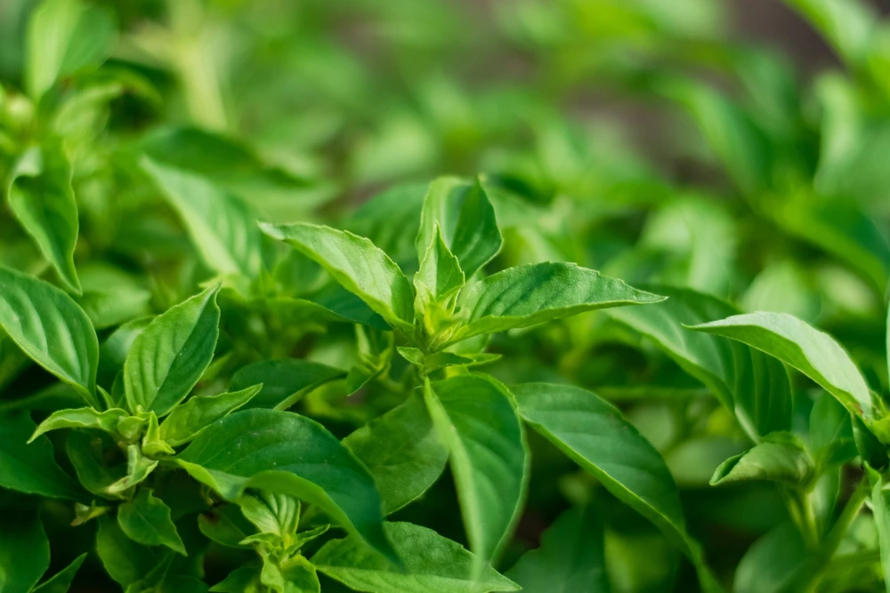1500 Lemon Basil Seeds - Ocimum Basilicum Herb Seeds for Garden - Image 2