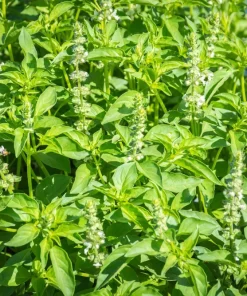 1500 Lemon Basil Seeds - Ocimum Basilicum Herb Seeds for Garden - Image 3