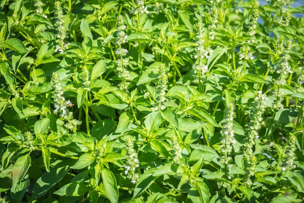 1500 Lemon Basil Seeds - Ocimum Basilicum Herb Seeds for Garden - Image 3