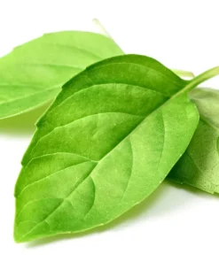 1500 Lemon Basil Seeds - Ocimum Basilicum Herb Seeds for Garden - Image 4