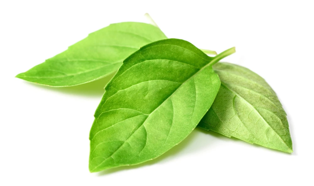 1500 Lemon Basil Seeds - Ocimum Basilicum Herb Seeds for Garden - Image 4
