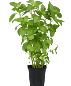 1500 Lemon Basil Seeds - Ocimum Basilicum Herb Seeds for Garden - Image 8