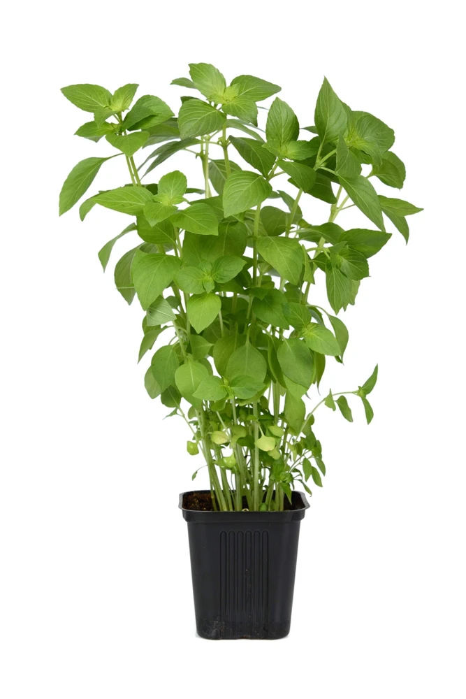1500 Lemon Basil Seeds - Ocimum Basilicum Herb Seeds for Garden - Image 8