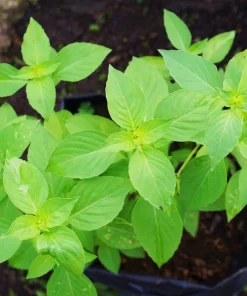 1500 Lemon Basil Seeds - Ocimum Basilicum Herb Seeds for Garden - Image 9