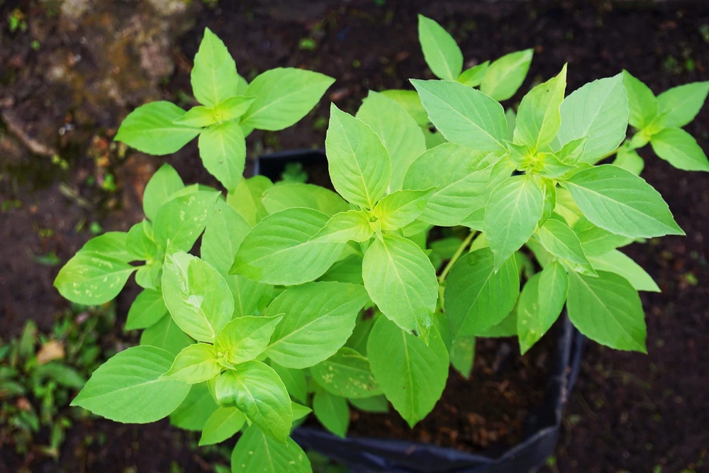 1500 Lemon Basil Seeds - Ocimum Basilicum Herb Seeds for Garden - Image 9