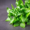 1500 Lemon Basil Seeds - Ocimum Basilicum Herb Seeds for Garden - Image 1