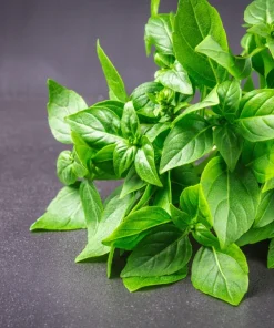 1500 Lemon Basil Seeds - Ocimum Basilicum Herb Seeds for Garden - Image 1