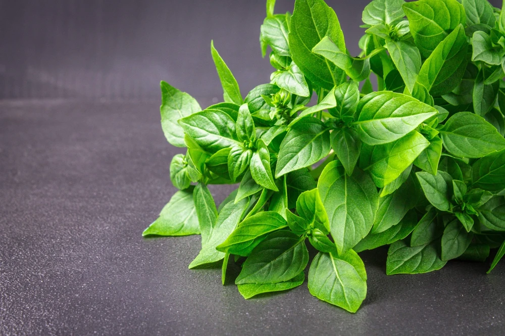 1500 Lemon Basil Seeds - Ocimum Basilicum Herb Seeds for Garden - Image 1