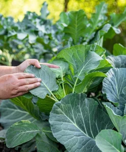 1500 Morris Heading Collard Green Vegetable Seeds - Brassica Oleracea - Image 2